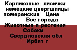 Карликовые “лисички“  немецкие цвергшпицы/померанские › Цена ­ 35 000 - Все города Животные и растения » Собаки   . Свердловская обл.,Ирбит г.